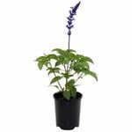 140mm Mystic Spires - Salvia longispicata x farinacea