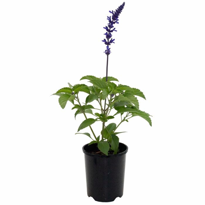 140mm Mystic Spires - Salvia longispicata x farinacea