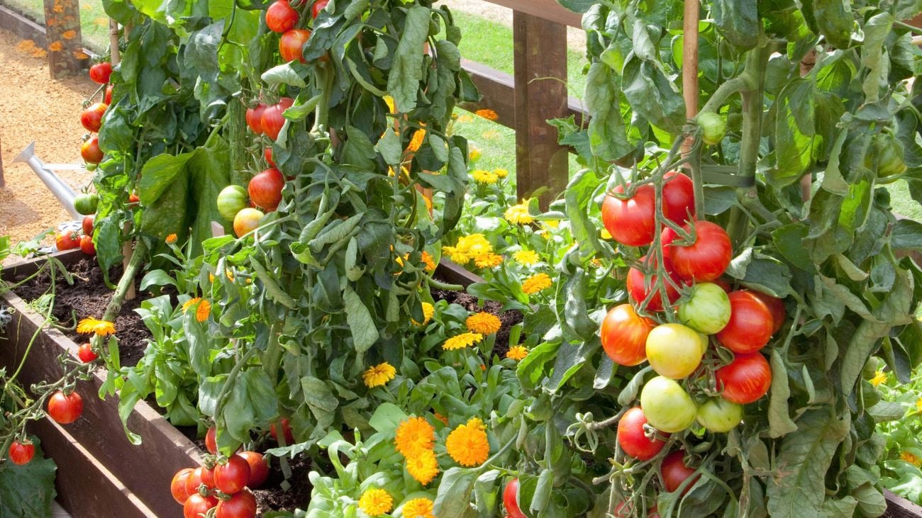 An outdoor plant bed with tall tomato plants attached to garden stakes, trusses of tomatoes of varying ripeness hanging from the vines