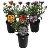 1.5L Assorted Cape Daisy - Osteospermum