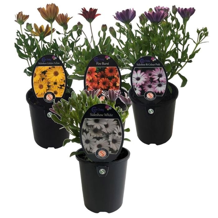 1.5L Assorted Cape Daisy - Osteospermum