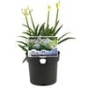 140mm Agapanthus Baby Periwinkle - Agapanthus Praecox SSP. Orientalis
