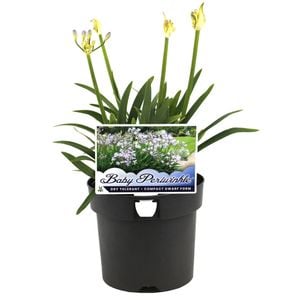 140mm Agapanthus Baby Periwinkle - Agapanthus Praecox SSP. Orientalis