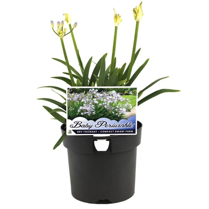 140mm Agapanthus Baby Periwinkle - Agapanthus Praecox SSP. Orientalis