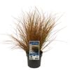 140mm Orange Sedge - Carex testacea