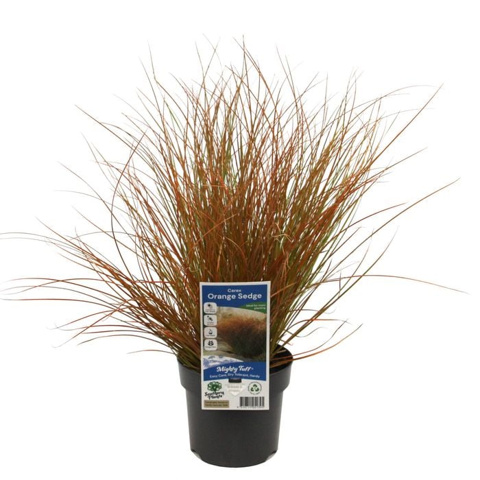 140mm Orange Sedge - Carex testacea