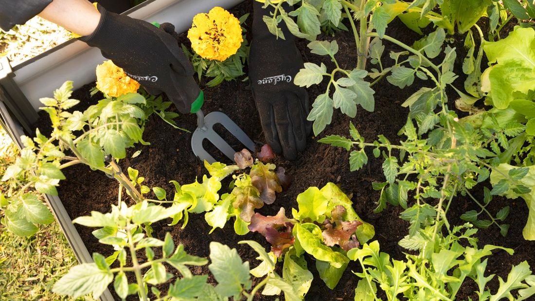 garden bed with plants