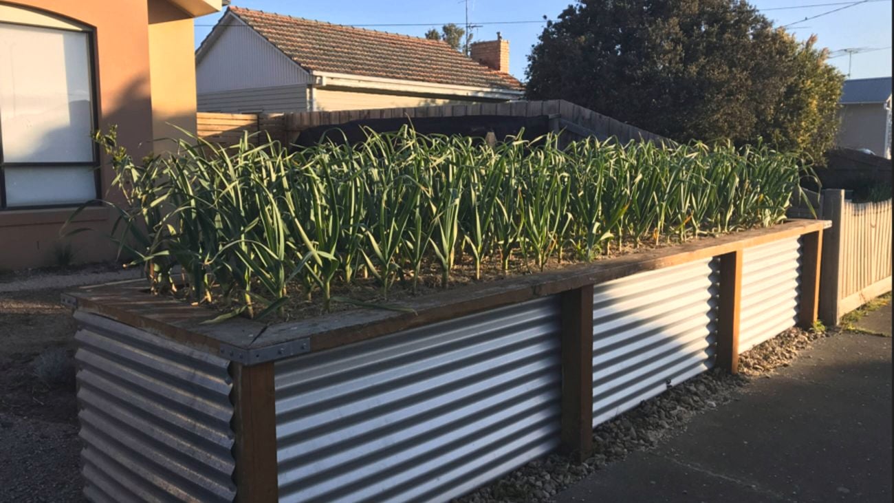 Image of garden bed being used to grow various plants and vegetables