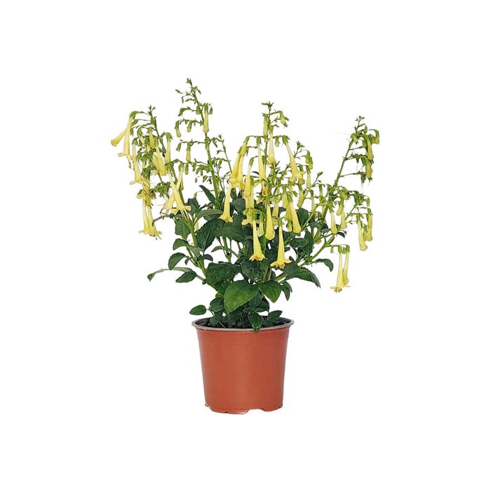 120mm Phygelius - Rectus Colour burst