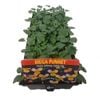 Viola Johnny Jump Up - Mega Punnet Flowering Range
