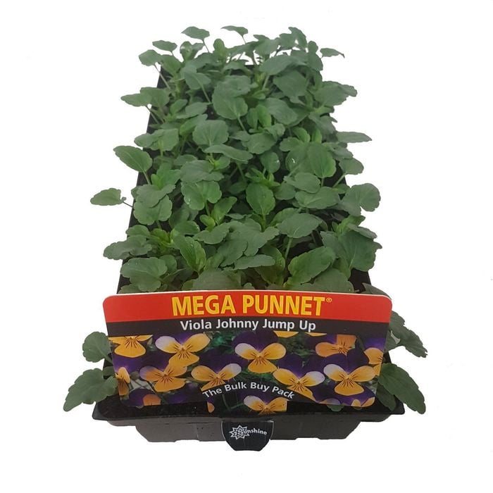 Viola Johnny Jump Up - Mega Punnet Flowering Range