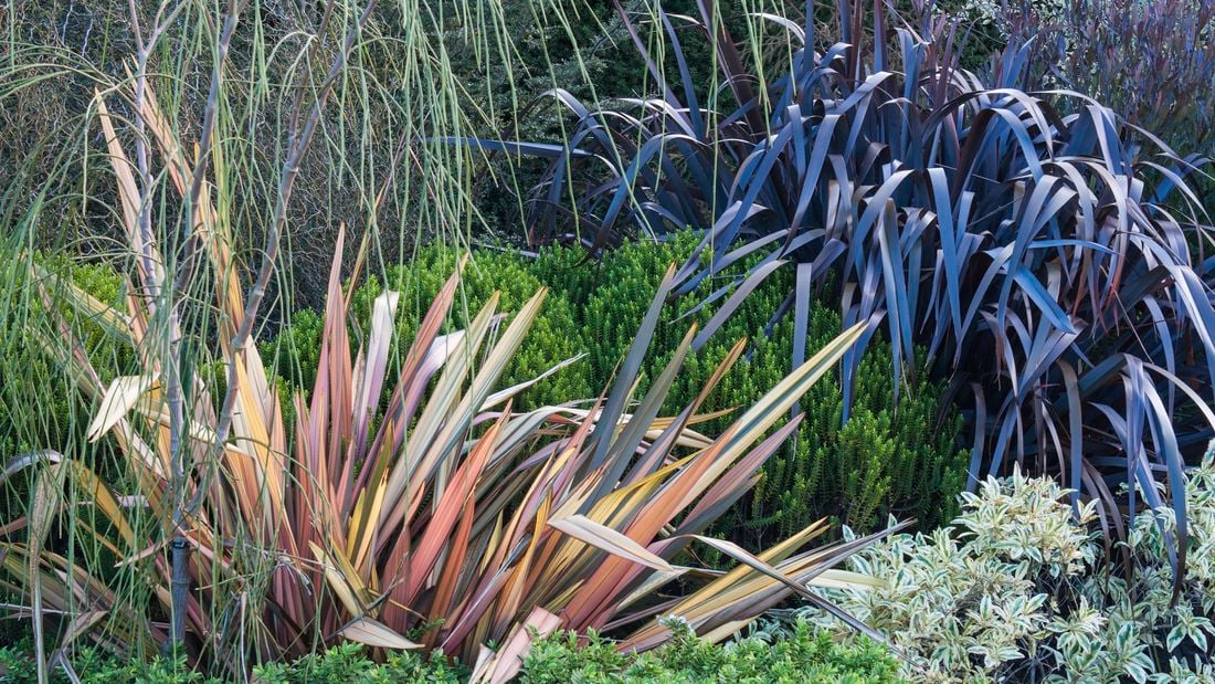 Colourful and assorted plants in the garden