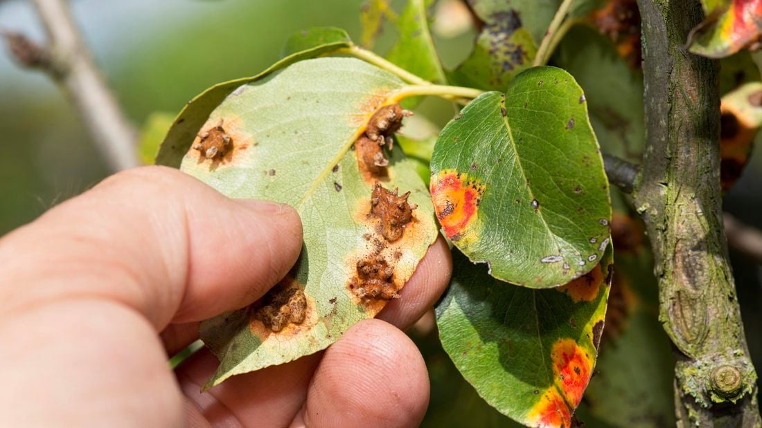 Person holding diseased leaf.