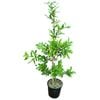6L Sasanqua & Japonica - Camellia assorted