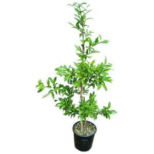 6L Sasanqua & Japonica - Camellia assorted