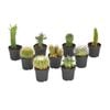 60mm Mini Mates Range Premium Succulent