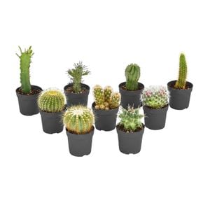 60mm Mini Mates Range Premium Succulent
