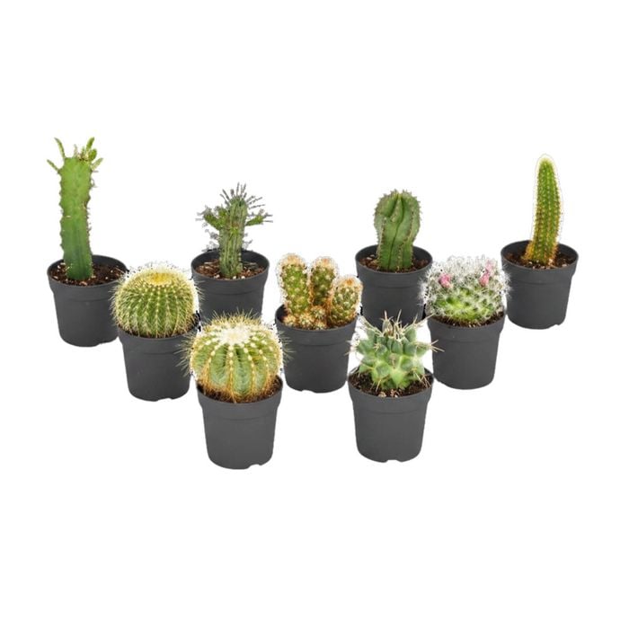 60mm Mini Mates Range Premium Succulent