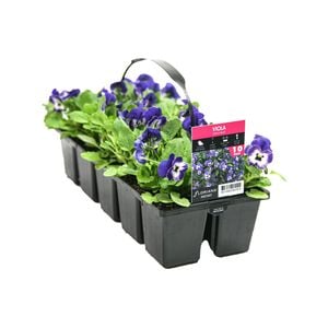 Floriana Instant Flowers 10 Cell Viola China Blue