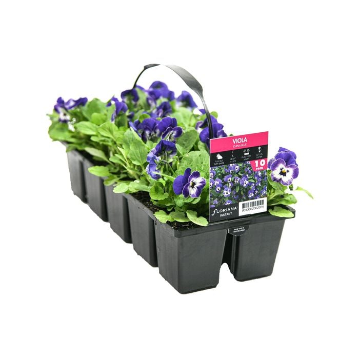 Floriana Instant Flowers 10 Cell Viola China Blue