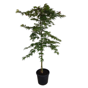 30L Japanese Maple - Acer palmatum Osakazuki