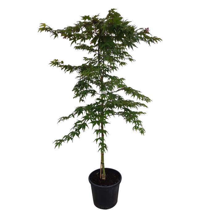30L Japanese Maple - Acer palmatum Osakazuki