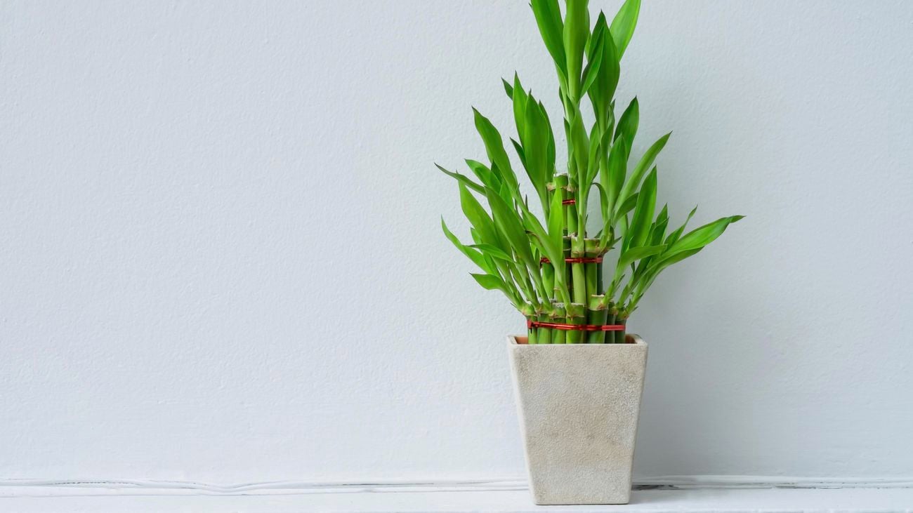 Lucky bamboo in a white pot.