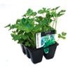 6 Cell Plant-Fusion Herb Range - Italian Herbs