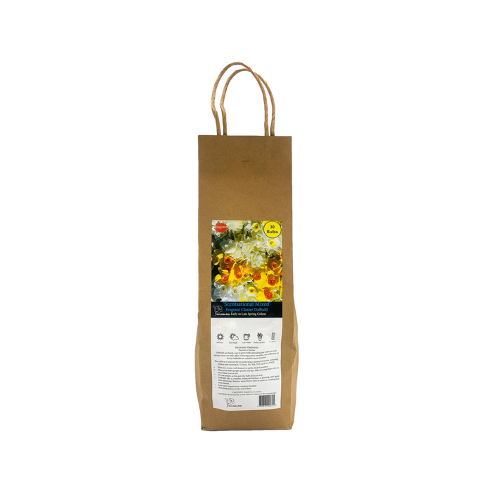 Yarra Valley Bulbs Daffodil Scented Mixed - Narcissus Pseudonarcissus - 30 Pack