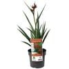 140mm Bush Blitz Kangaroo Paw - Anigozanthos hybrid Ramboblitz