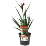 140mm Bush Blitz Kangaroo Paw - Anigozanthos hybrid Ramboblitz
