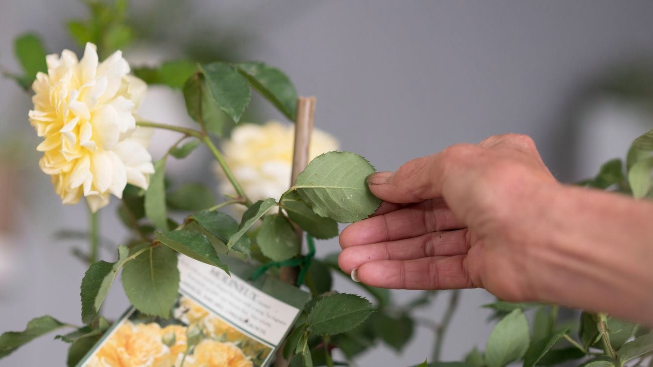 Holding a leaf from a white rose plant.