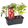 Tomato Roma Punnet - Lycopersicon esculentum