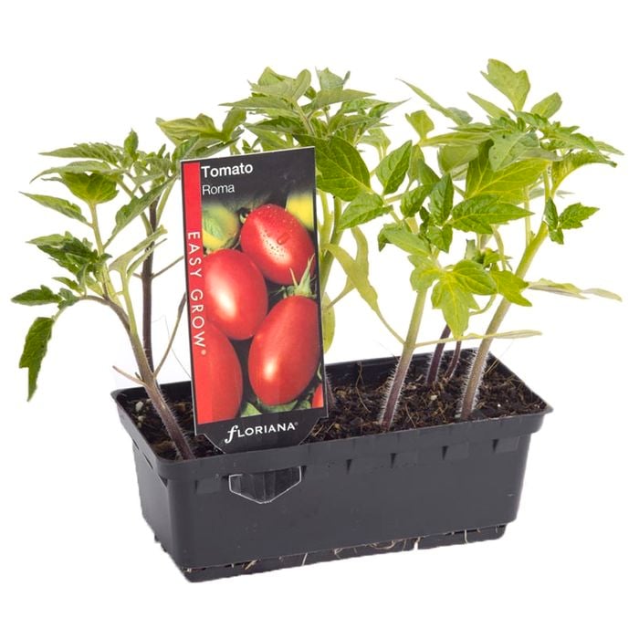 Tomato Roma Punnet - Lycopersicon esculentum