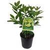 Plant Citrus 3L Tahitian Lime