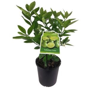 Plant Citrus 3L Tahitian Lime