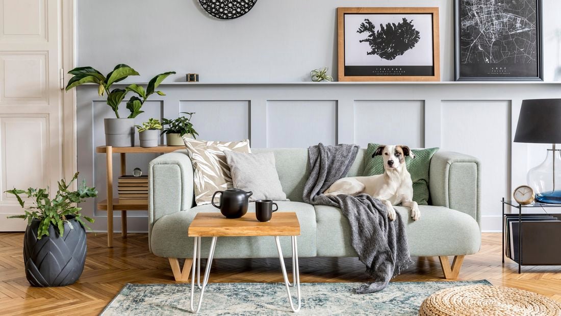 Dog on couch.