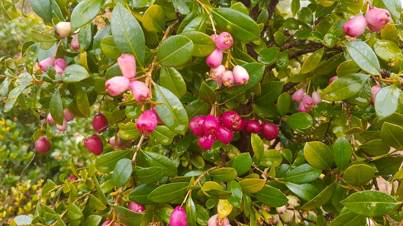 A tucker bush lilly pilly plant with pink berries