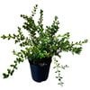 1.9L Buxus Renaissance - Renaissance Boxwood