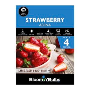 Bloomin' Bulbs Strawberry Adina - 4 Pack