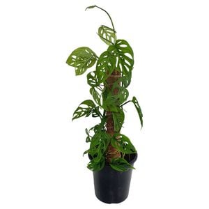 70mm Swiss Cheese Plant - Monstera adansonii