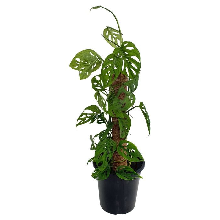 70mm Swiss Cheese Plant - Monstera adansonii
