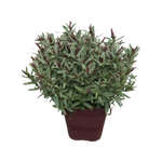 Plant Hebe Marilyn Monroe 2.4l