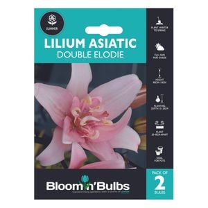 Bloomin' Bulbs Spring Aqua Lilium Double Elodie - 1 Pack