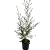 1L Manuka - Leptospermum scoparium