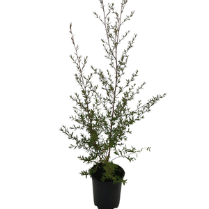 1L Manuka - Leptospermum scoparium
