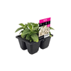 4 Cell Pentas Beehive White - Pentas lanceolata