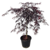 10L Weeping Japanese Maple - Acer palmatum Dissectum Tamukeyama