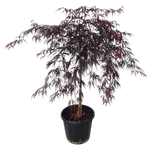 10L Weeping Japanese Maple - Acer palmatum Dissectum Tamukeyama