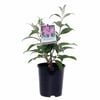 140mm Butterfly Bush Pink Delight - Buddleia davidii